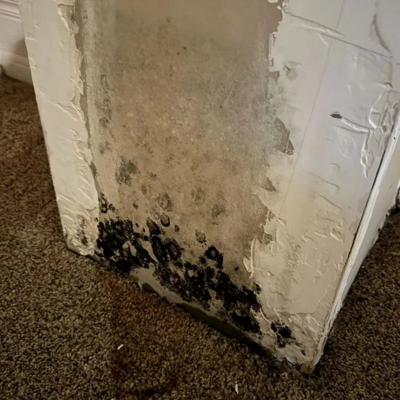 Professional Mold Removal in Kenedy, TX